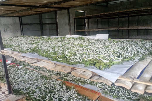 ज्यामिस्वाँरामा व्यावसायिक रेशम कीराको खेती